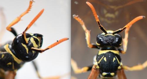 Polistes sp.